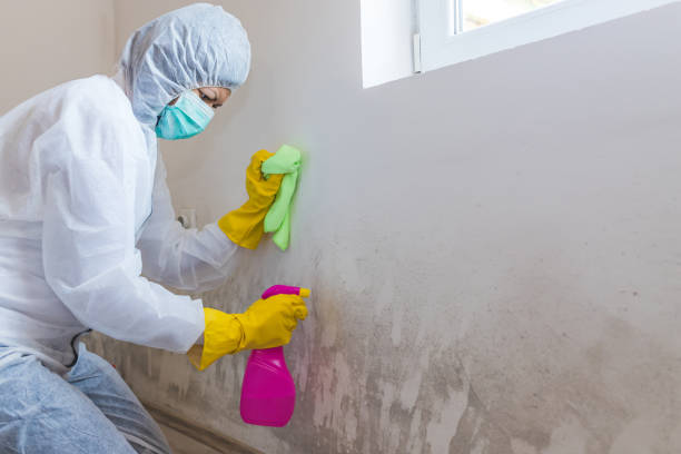 Best Asbestos and Lead Testing During Mold Inspection  in Danvle, IL