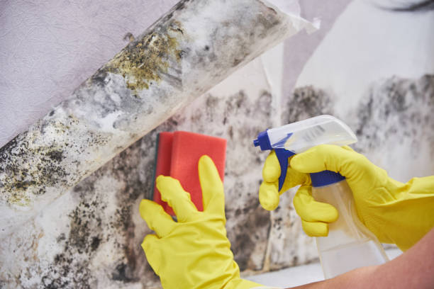 Best Water Damage & Mold Remediation  in Danvle, IL